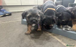 Border Terrier dogs for sale: Border Terrier Pups -Beautiful Pedigree  - Image 14