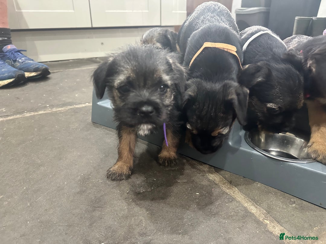 Border Terrier dogs for sale: Border Terrier Pups -Beautiful Pedigree  - Image 14