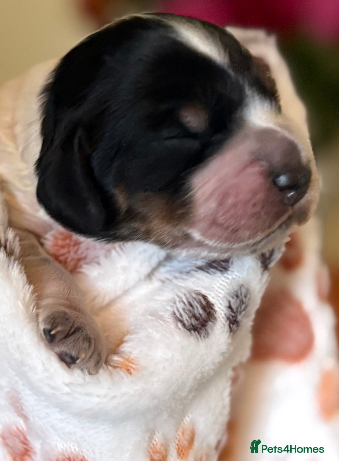 Cocker Spaniel dogs for sale: Stunning 5 Star KC  Show Cocker Spaniels - Image 30