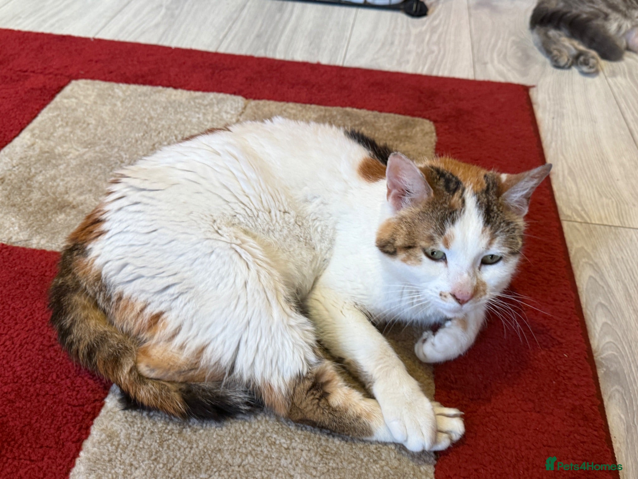 Mixed Breed cats Calico x boys  - Advert 1