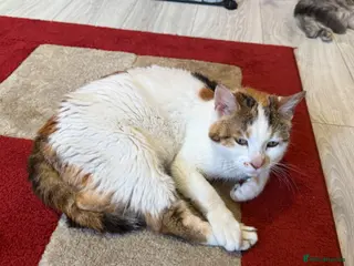 Mixed Breed cats Calico x boys - Advert 1