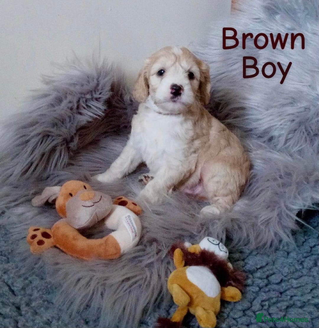 Cockapoo dogs for sale: ⭐️VERY RARE TOY Cockapoo Puppies⭐️🐶 - Image 17