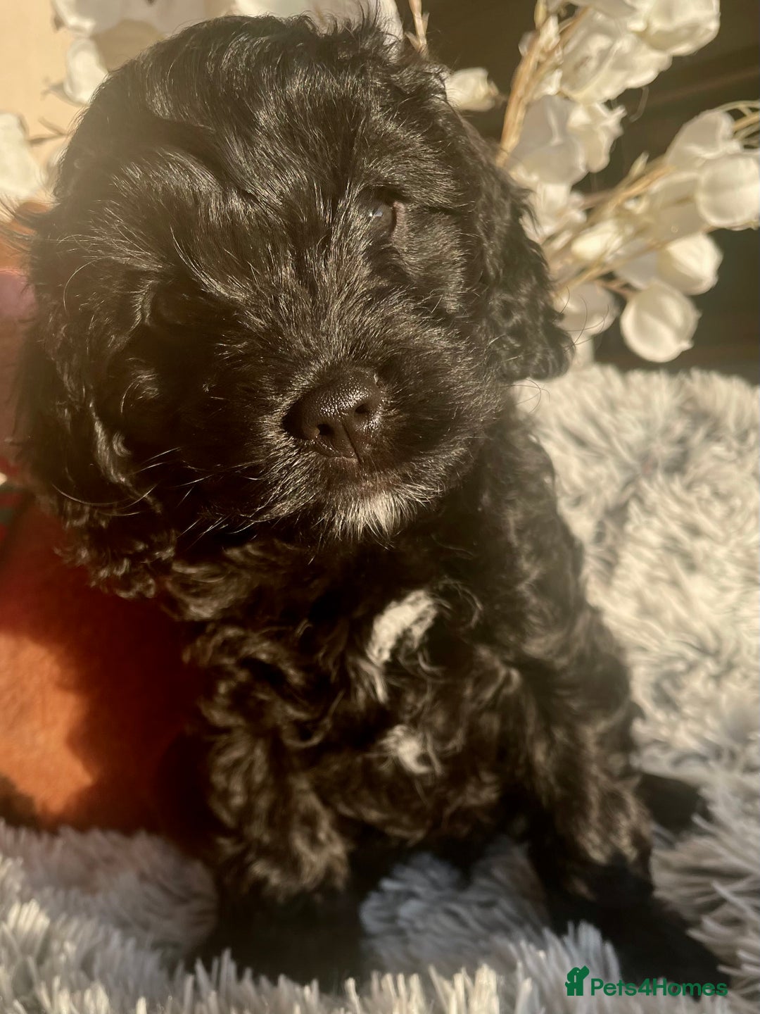 Cavapoo dogs for sale: F1 Cavapoo - Advert 21