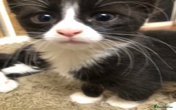 Mixed Breed cats for sale: siamese x siberian tuxedo kittens - Advert 6