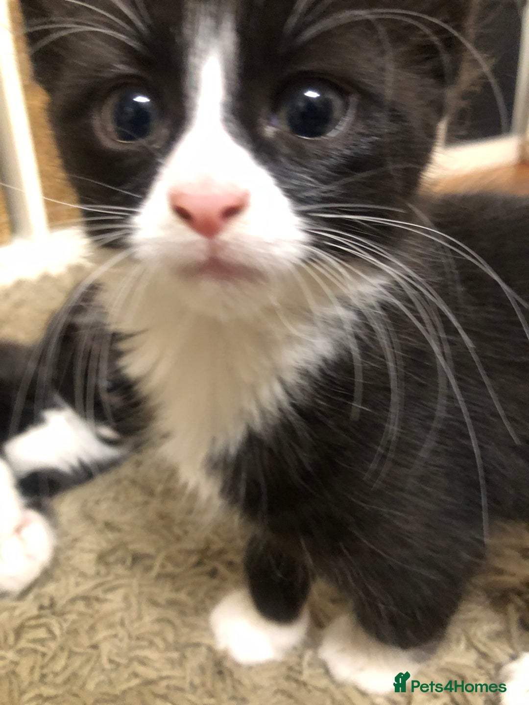 Mixed Breed cats for sale: siamese x siberian tuxedo kittens - Advert 6