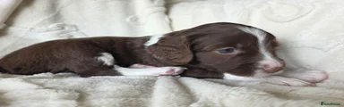 Mixed Breed Puppy 3