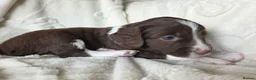 Mixed Breed dogs for sale: Bordoodle X Springer Spaniel puppies  - Advert 6
