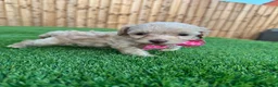 Cockapoo dogs for sale: 🐾 Adorable F1BB Teddy bear toy cockapoos 🐾 - Advert 27
