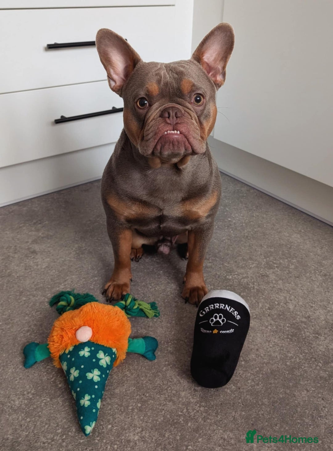 French Bulldog dogs for sale: Smithy  - Image 8