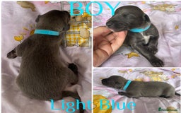 Whippet dogs for sale: Whippet puppies  - Image 7