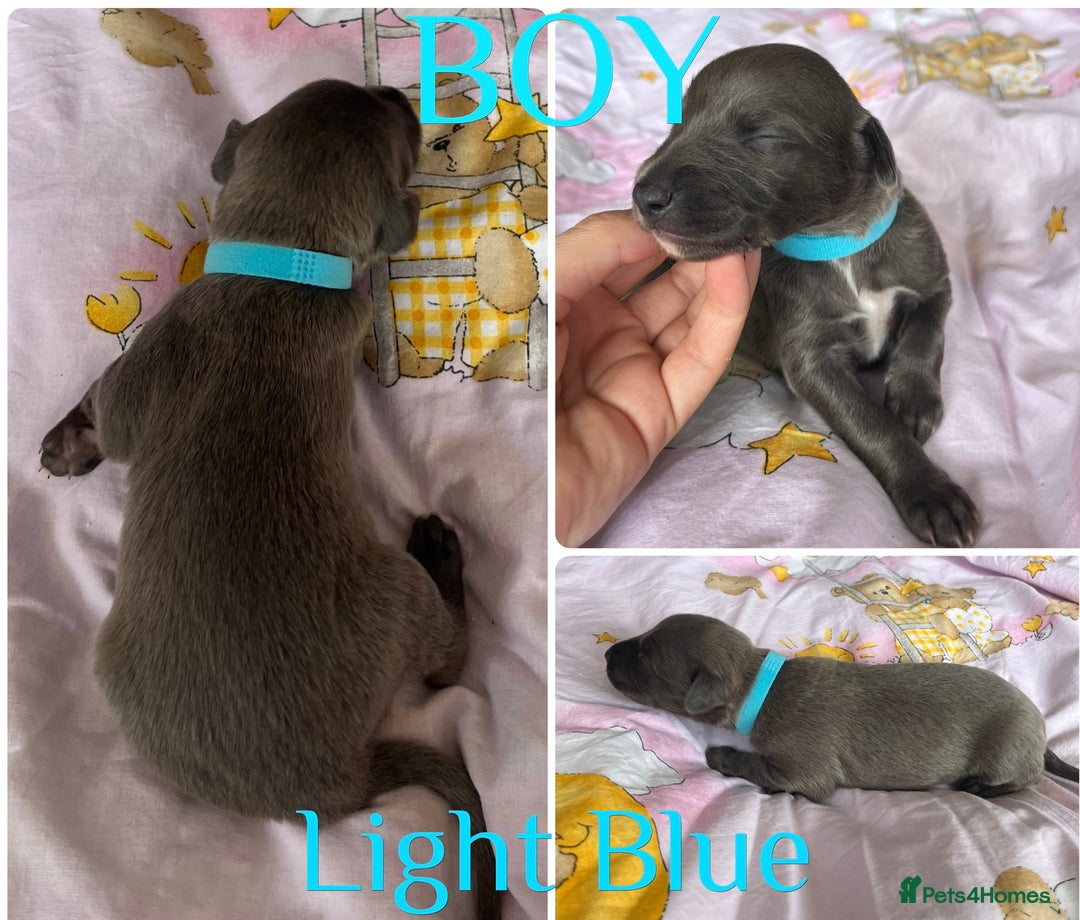 Whippet dogs for sale: Whippet puppies  - Image 7