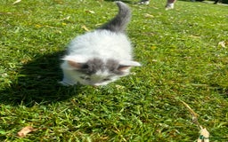 Domestic Shorthair cats for sale: Four Adorable Kittens - Mixed Litter - Image 13