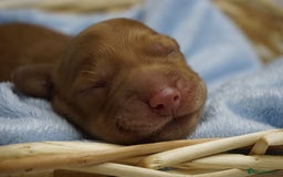 Mixed Breed dogs for sale: Golden Cocker Spaniel  - Image 7