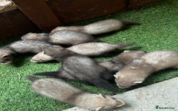 Ferret rodents for sale: Baby Ferrets - Image 11