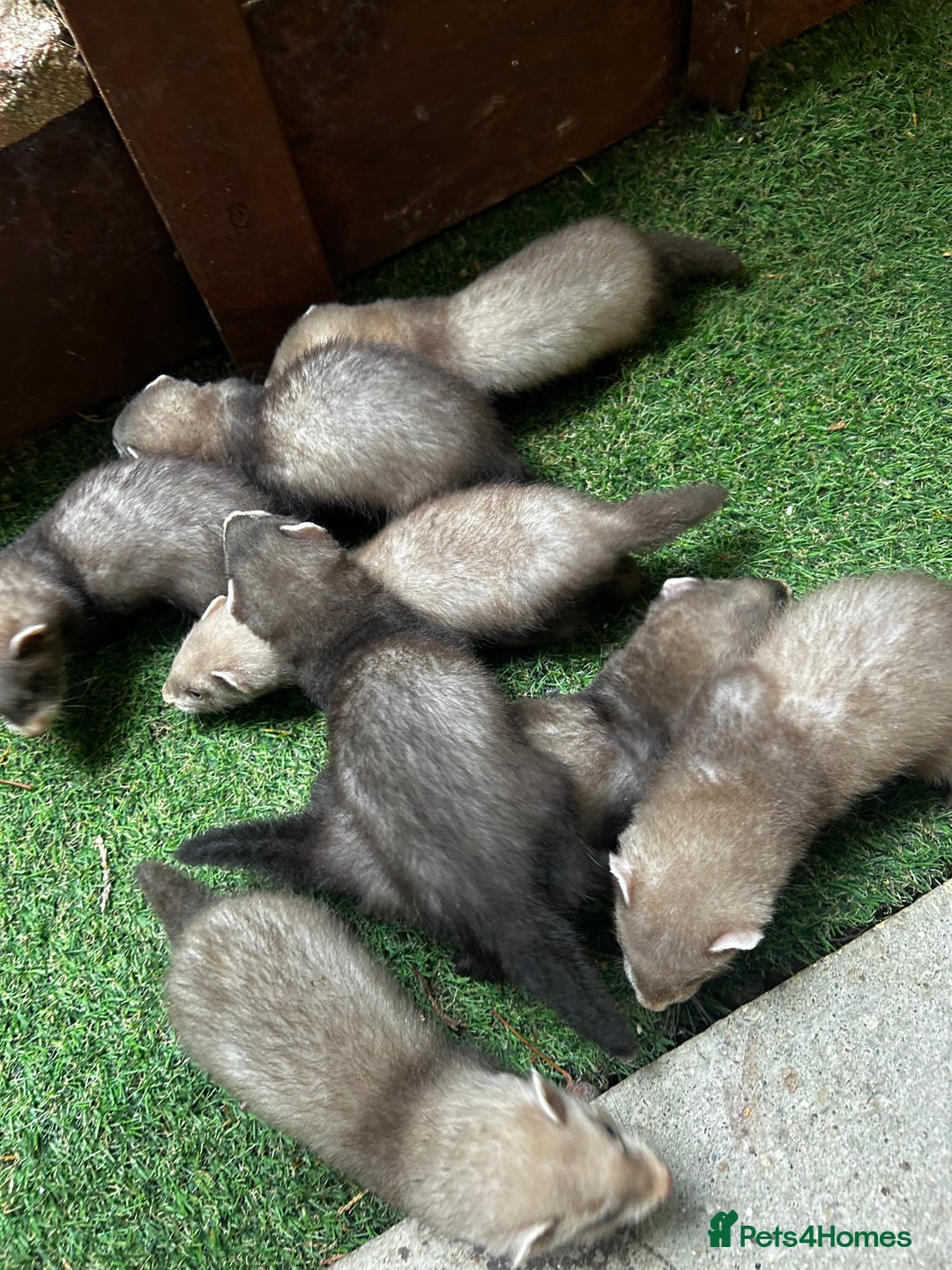 Ferret rodents for sale: Baby Ferrets - Image 11
