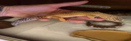 Gecko reptiles for sale: Leopard gecko - Advert 2