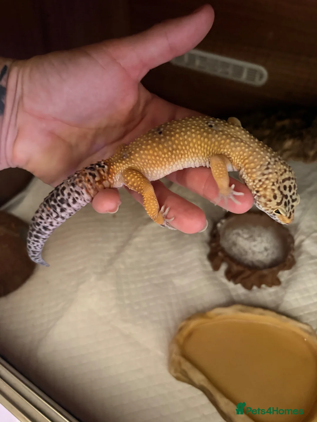 Gecko reptiles for sale: Leopard gecko - Advert 2