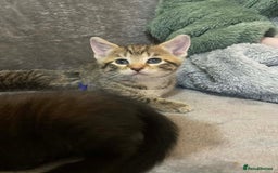 Mixed Breed cats for sale: Kittens looking for their forever homes  - Advert 9