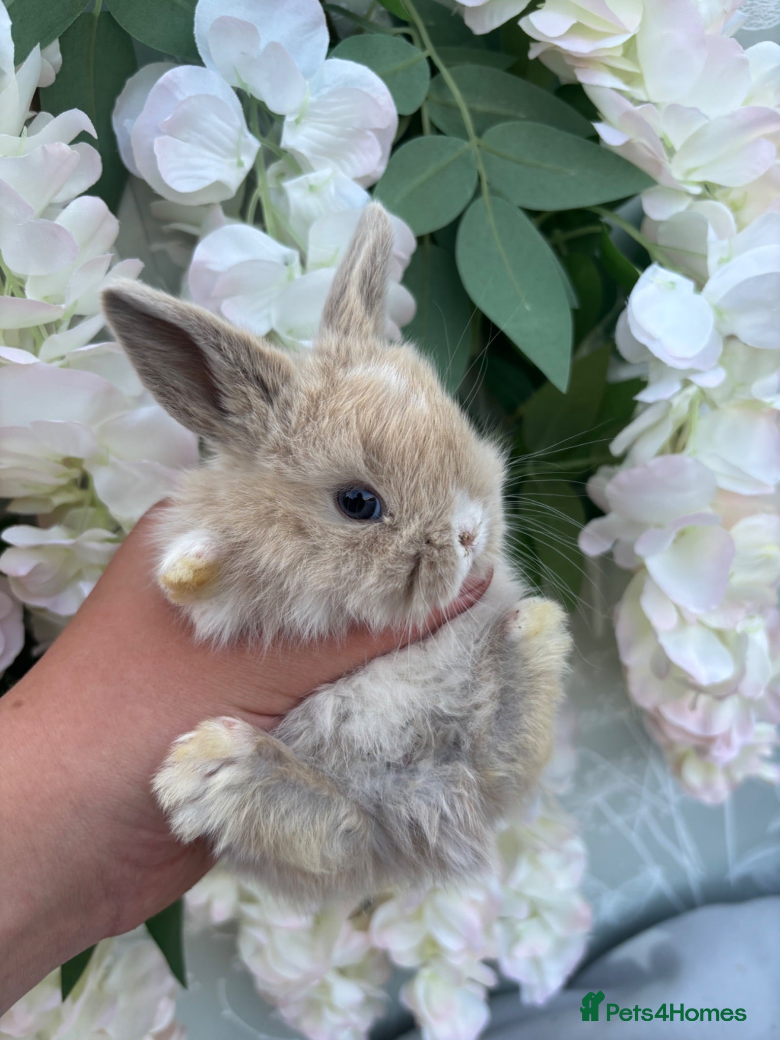 Mini Lop rabbits Mini lop babies ready to reserve 5⭐️🏡  - Advert 3