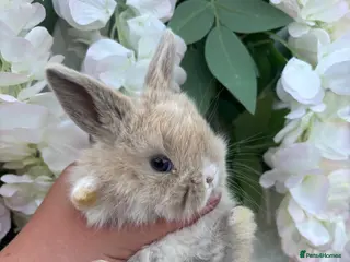 Mini Lop rabbits Mini lop babies ready to reserve 5⭐️🏡 - Advert 3