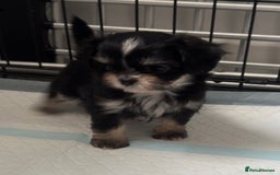 Mixed Breed dogs for sale: Tini Malchi puppies  - Image 3