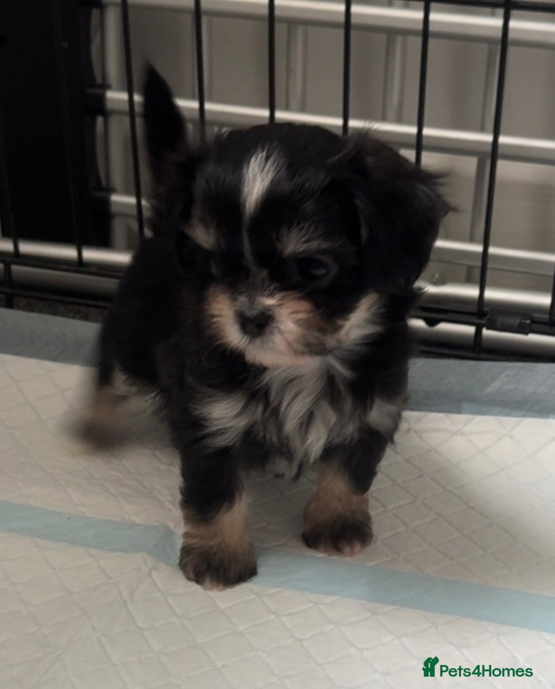 Mixed Breed dogs for sale: Tini Malchi puppies  - Image 3