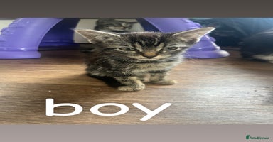 Mixed Breed cats - Advert 11