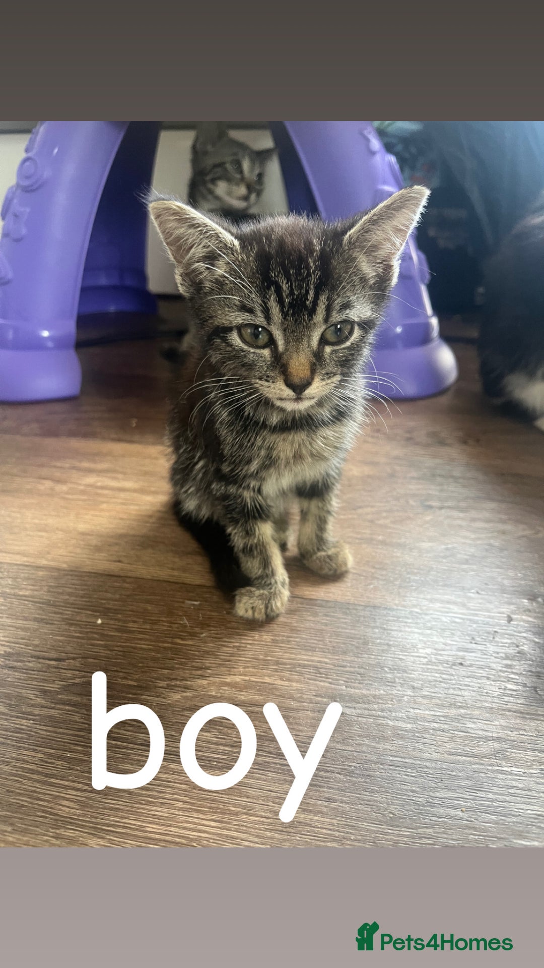 Mixed Breed cats for sale: 8 beautiful kittens for sale  - Image 3