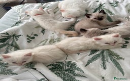 Ragdoll cats for sale: 8 ragdoll kittens, flame point, seal & blue point - Image 3
