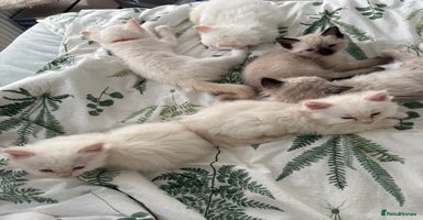 Ragdoll cats - Advert 7