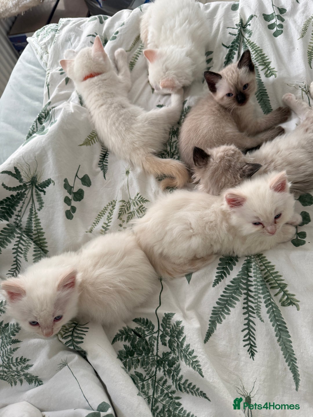Ragdoll cats for sale: 8 ragdoll kittens, flame point, seal & blue point - Image 3