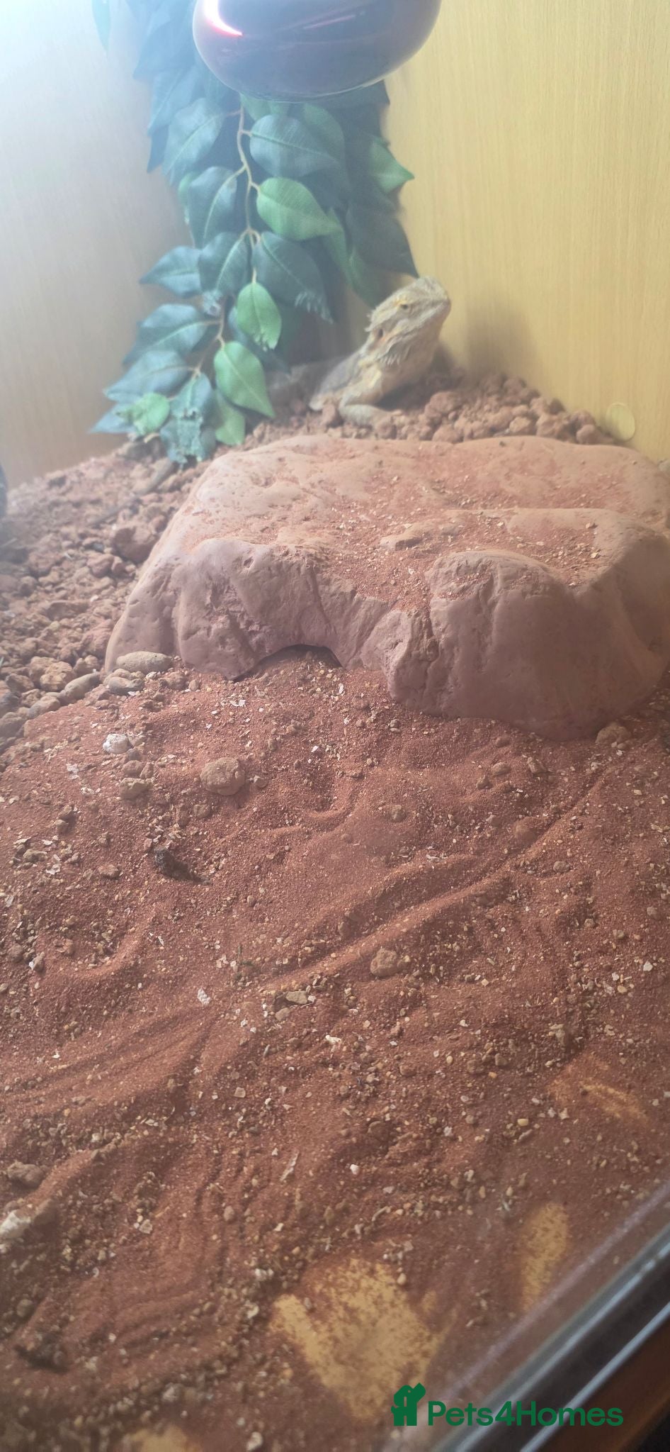 Bearded Dragon reptiles Bearded dragon  - Advert 6