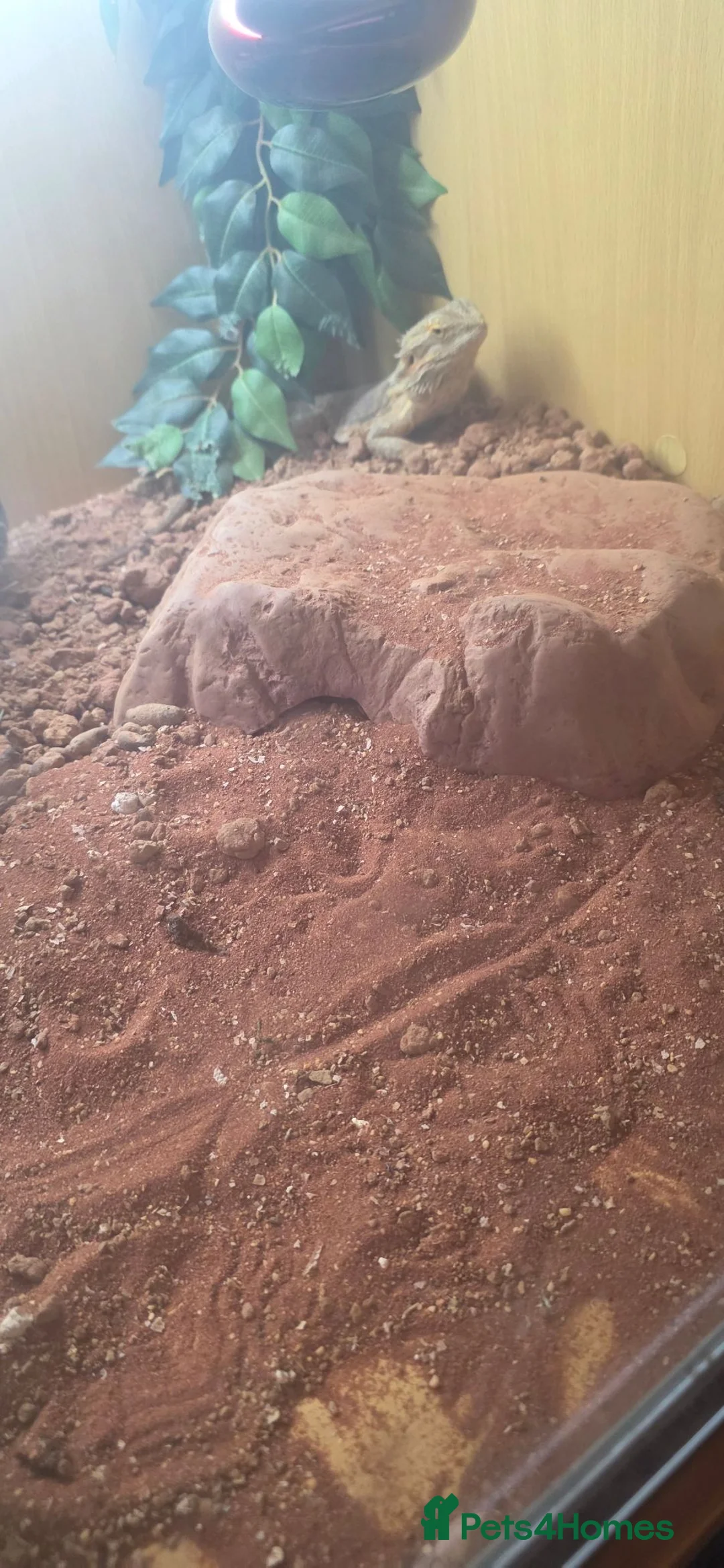 Bearded Dragon reptiles for sale: Bearded dragon  in Tipton - Advert 1