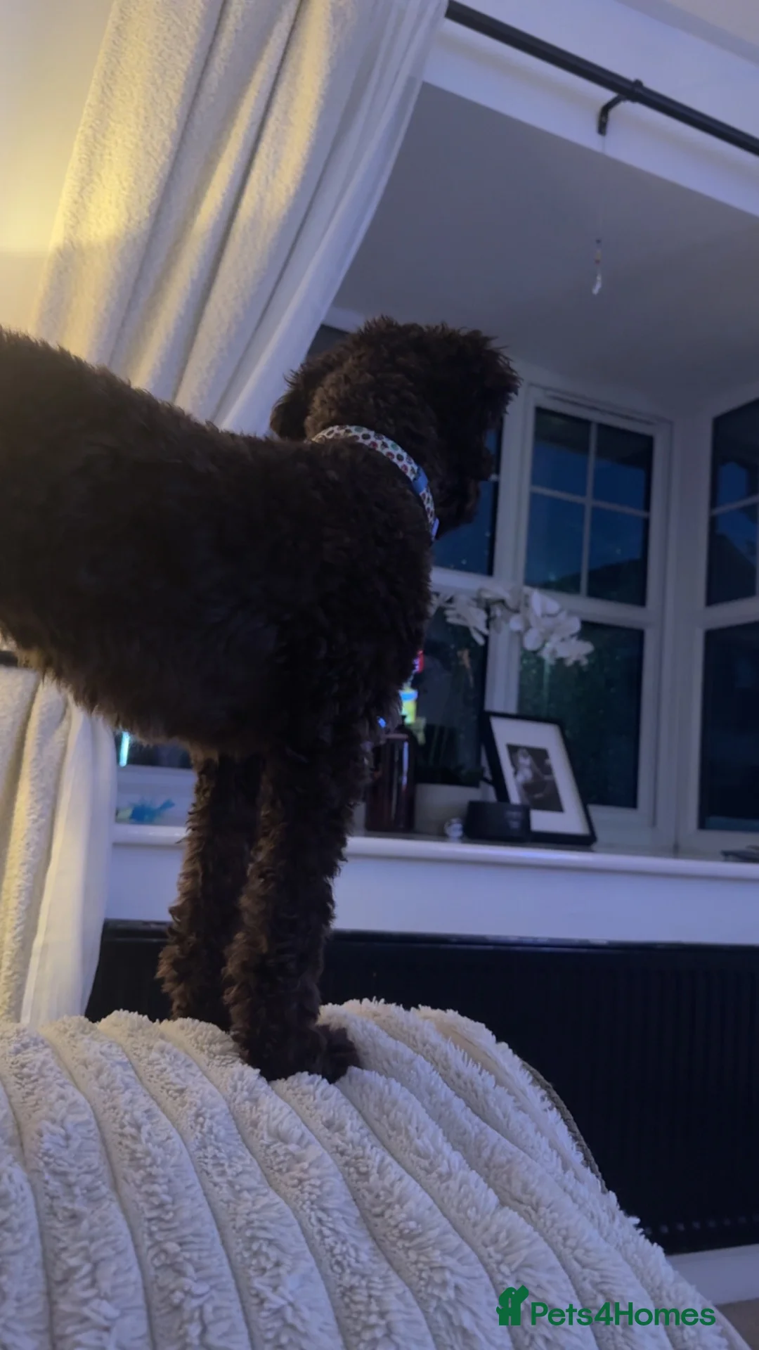 Cockapoo dogs for sale: 🐾 Beautiful Cockapoo Girl Coco🩷  - Advert 11