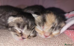 Mixed Breed cats for sale: Male and Female Cats - Image 1