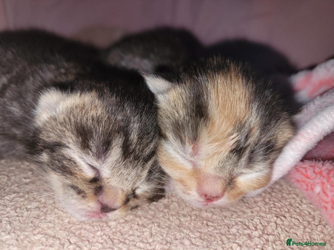 Mixed Breed cats for sale: Male and Female Cats - Image 1