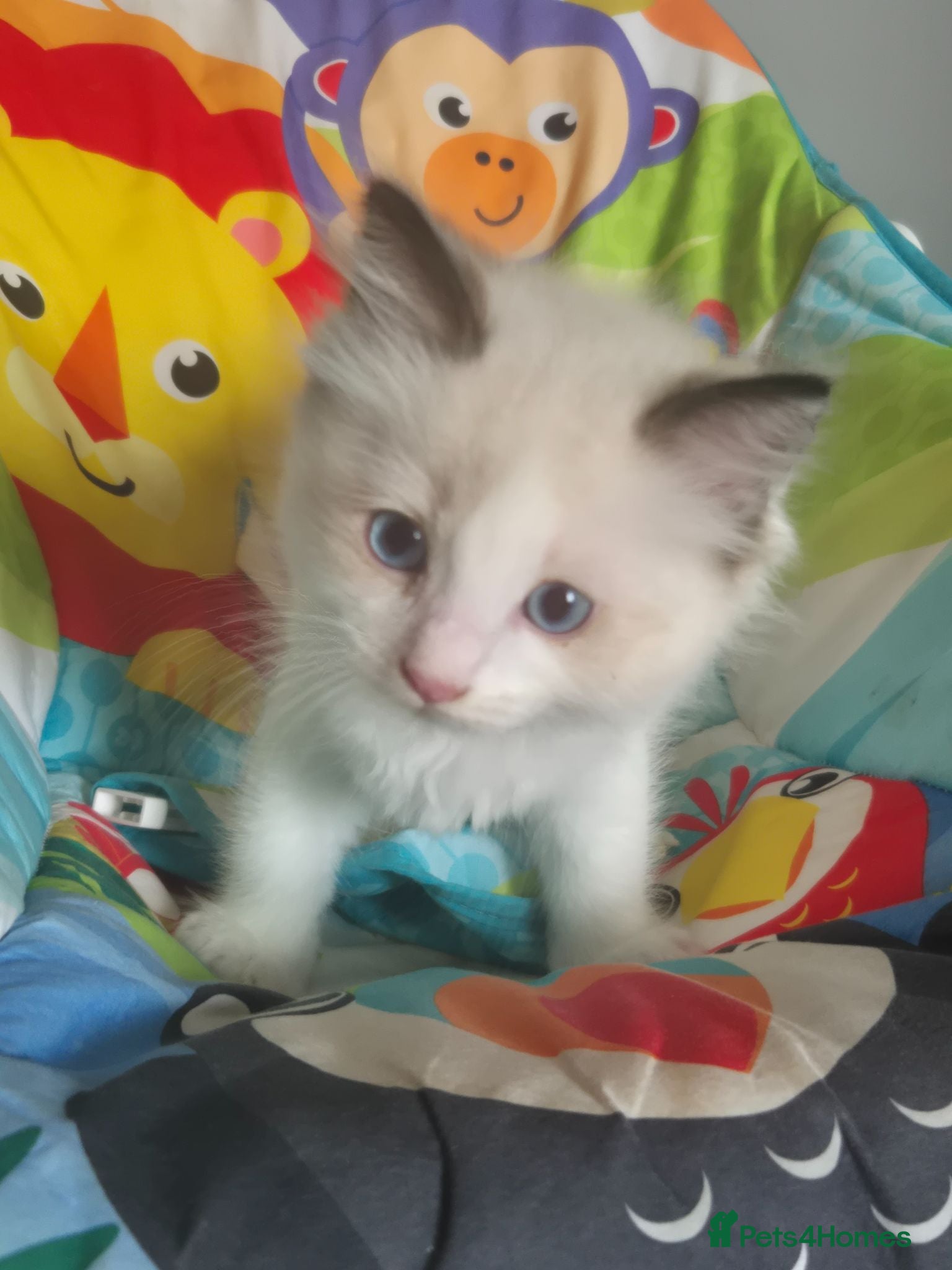 Ragdoll cats Beautiful Bi-Colour Ragdoll's - Advert 1