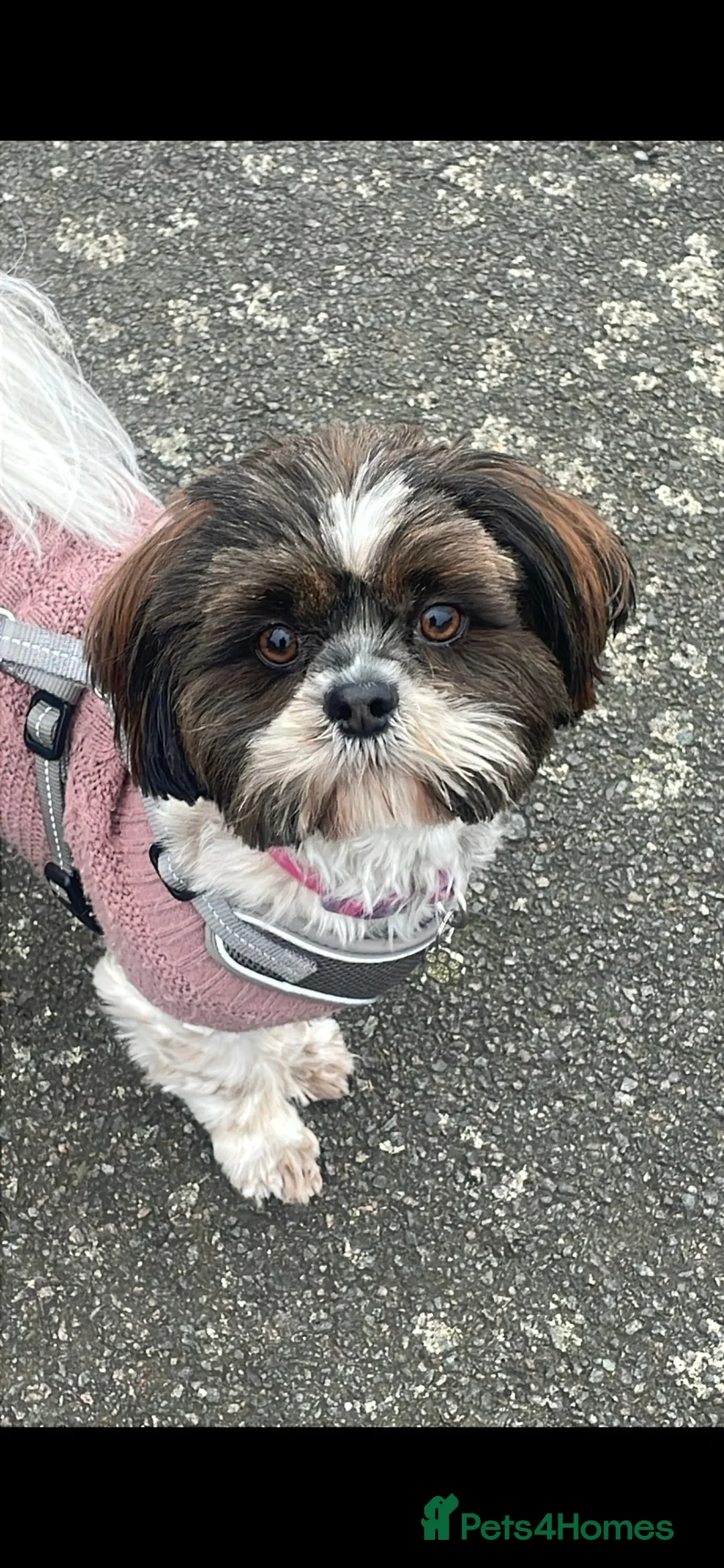 Shih Tzu dogs for sale: Cherry 🍒 and Blue 💙gorgeous Shih tzus 🐶 in Leicester - Advert 2