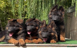 German Shepherd dogs for sale: 🐾🖤 Beautiful German Shepherd Pups for Sale 🐶✨ - Image 3