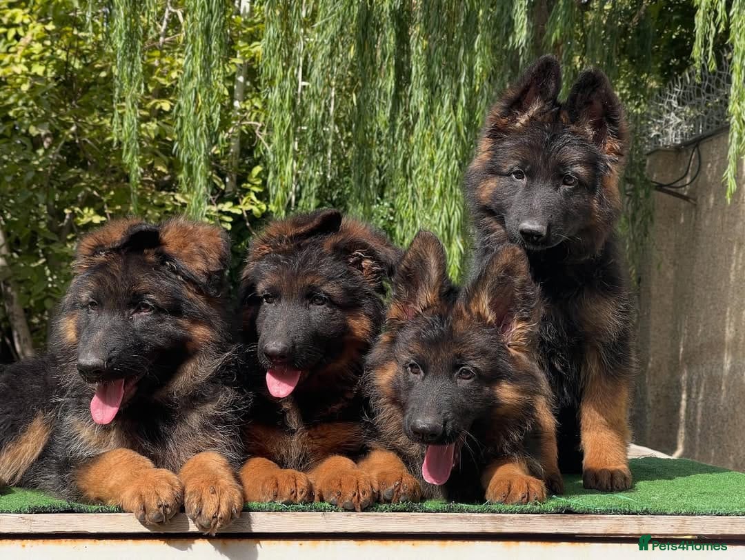 German Shepherd dogs for sale: 🐾🖤 Beautiful German Shepherd Pups for Sale 🐶✨ - Image 3