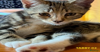 British Shorthair cats - Advert 3