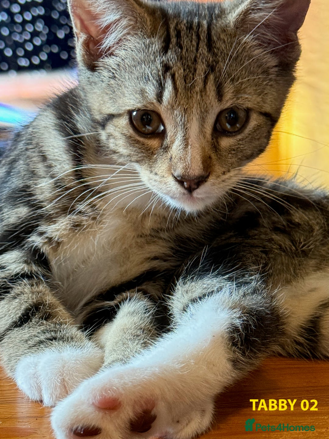 British Shorthair cats for sale: HEALTHY AND LOVING KITTEN FOR REHOUSING. - Image 10