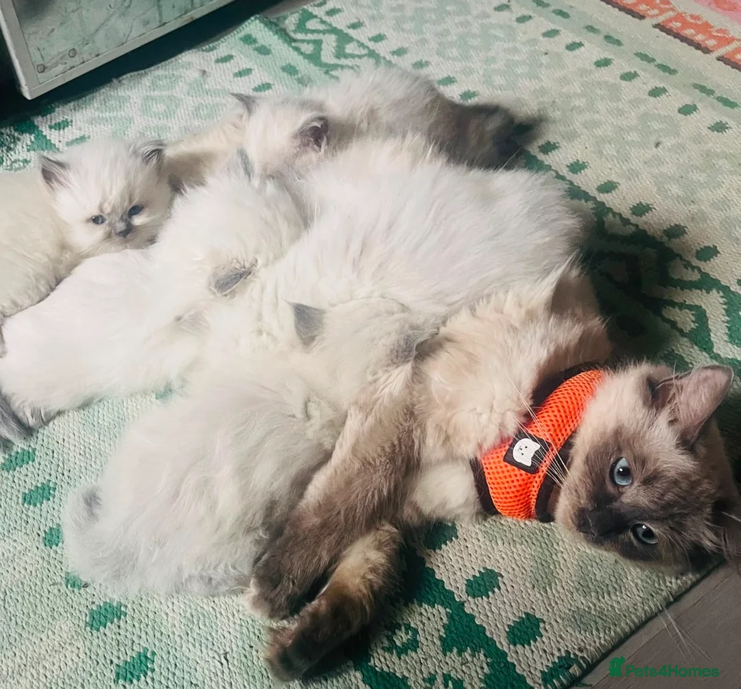 Ragdoll cats for sale: Kittens female, male in Grimsby - Advert 1