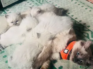 Ragdoll cats Kittens female, male - Advert 3