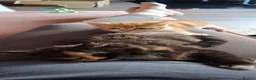 Mixed Breed cats for sale: 2 kittens mix breed - Advert 2