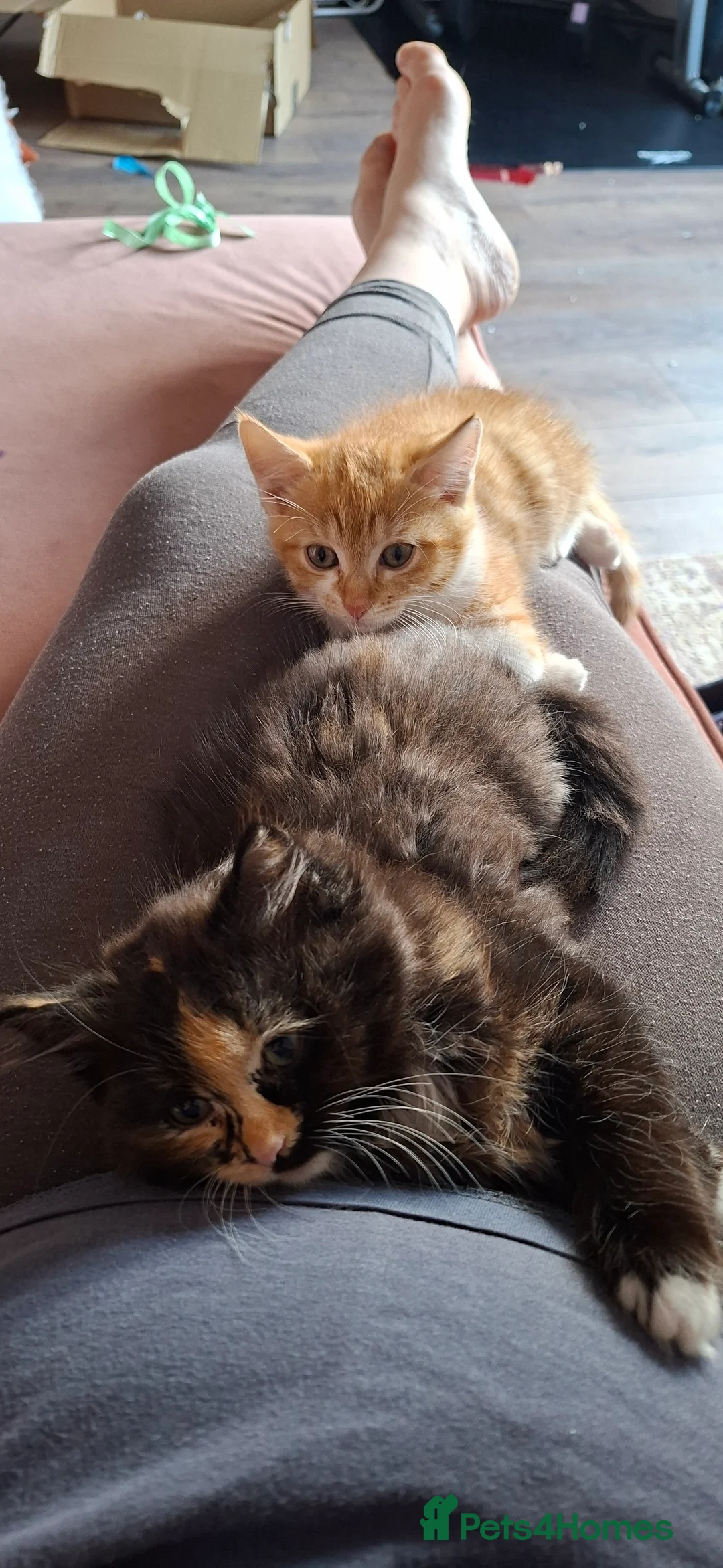 Mixed Breed cats for sale: 2 kittens mix breed - Advert 2
