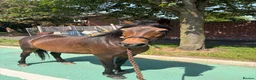 New Forest horses for sale: 13.1 new forest pony for sale in Manchester - Advert 2