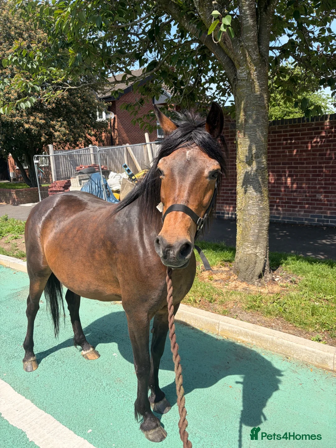 New Forest horses for sale: 13.1 new forest pony for sale in Manchester - Advert 2