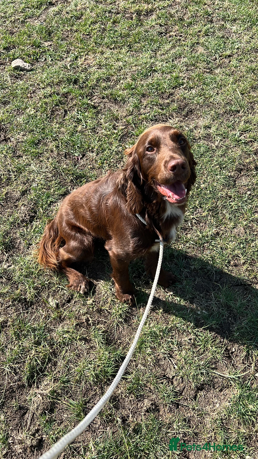 Cocker Spaniel dogs for stud: Cocker spaniel for stud extensively health tested  in Shrewsbury - Advert 10