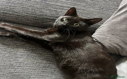 Mixed Breed cats for sale: Black male 15 months old  - Image 2